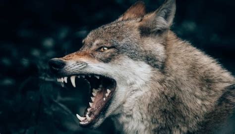 Top 5 Deadliest And Most Dangerous Wolf Breeds In The World Wild