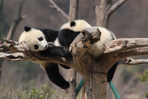 Giant Panda Habitat Tours Of Sichuan China ——wolong