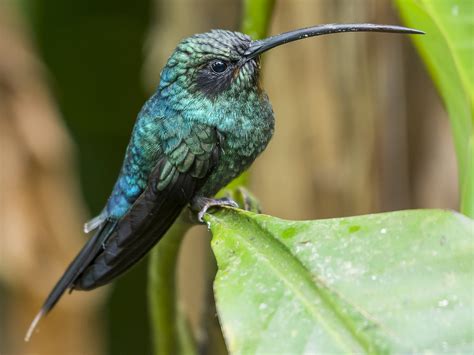 16 Birds That Drink Nectar Sonoma Birding