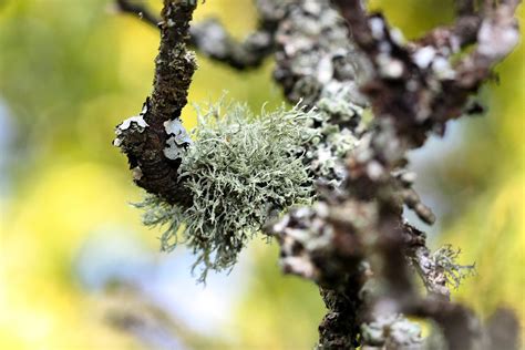 Moss On A Tree Free Photo Download Freeimages
