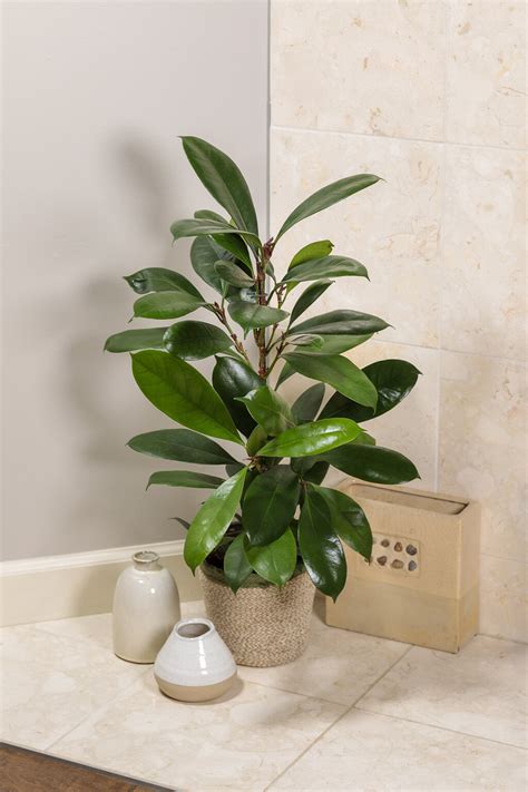 Cyathistipula African Fig Ficus Cyathistipula Proven Winners