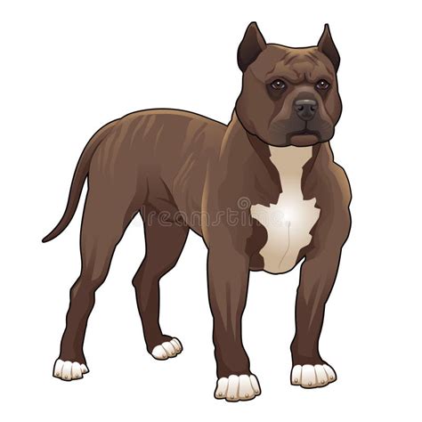 Pitbull Vector Illustratie Illustration Of Puppy Dier 34616574