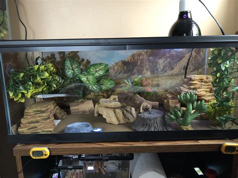 Tank Upgrade For My Leopard Gecko How Does It Look Heated Side Is On