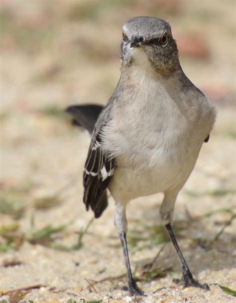 Mockingbirds And Thrashers Flickr