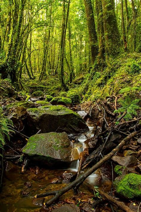 Bosque Templado Ubicación Al Sur De La Taiga Temperatura 30ºc