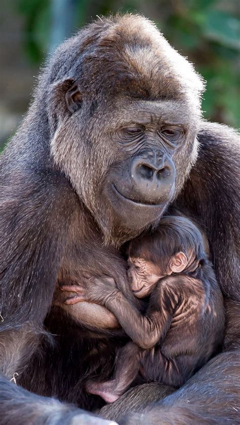 Endangered Gorilla Gives Birth To Adorable Baby At Taronga Zoo Cute