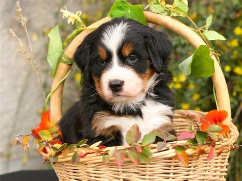 Download Baby Animal Puppy Dog Animal Bernese Mountain Dog Hd Wallpaper