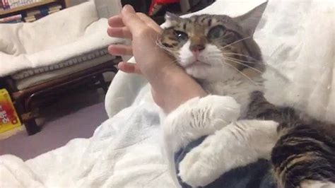 Adorable Cat Adamantly Refuses To Let Go Of Owners Arm In Cute Video