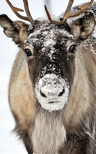 Reindeer Facts Animal Facts Encyclopedia
