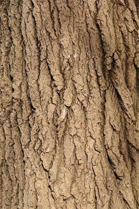 White Poplar Bark Stock Photo Image Of Detail Texture 227650652
