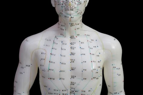 Human Model Showing Acupuncture Points Photograph By Science Stock