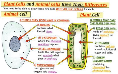 Have your students label a plant and animal cell using one of the landscape poster layouts (small or large). BLGPS Class 5/4 Science Website! - Blog