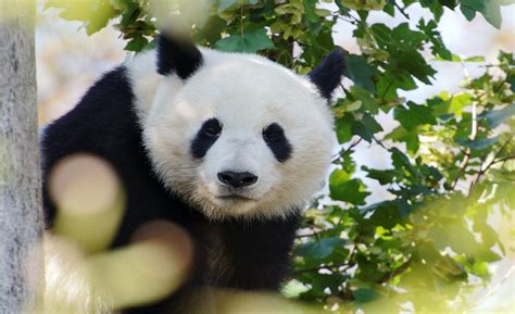 Worlds Oldest Male Giant Panda In Captivity Celebrates Birthday The Hill