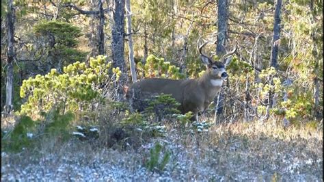 In Focus Sitka Black Tailed Deer Youtube