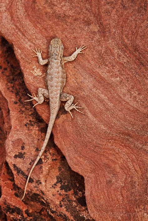 Lizard In Zion National Park Anne Mckinnell Photography