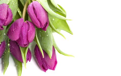 Sổ Tay Xây Dựng Hình Nên Hoa Tulip đẹp