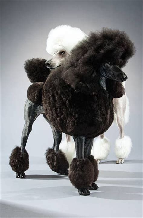 Black And White Poodles Photographed By Keith Barraclough For Animal