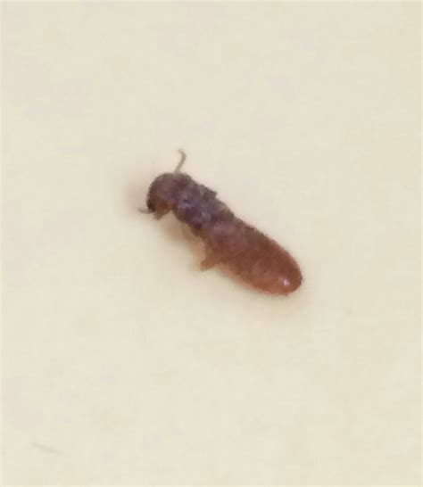 The Danger Of Formosan Termite Damage Island Pest Control