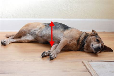 A normal cat heart rate is between 140 and 220 beats per minute. How to Check the Heart Rate of Dogs and Cats (with ...