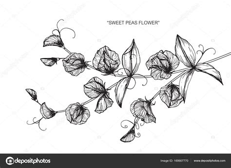 Sweet Pea Flower Drawing Sketch Black White Line Art Stock Vector Image