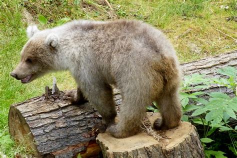 Kodiak Bear Cub Orphan Ak Please Dont Use This Image On Flickr