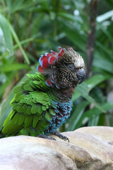 Parrot Encyclopedia | Hawk-headed Parrot | World Parrot Trust