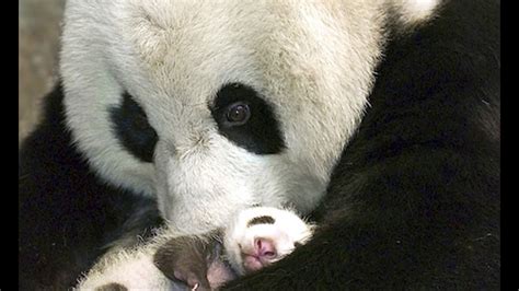 Nacen Dos Osos Panda En El Zoo De Madrid Youtube