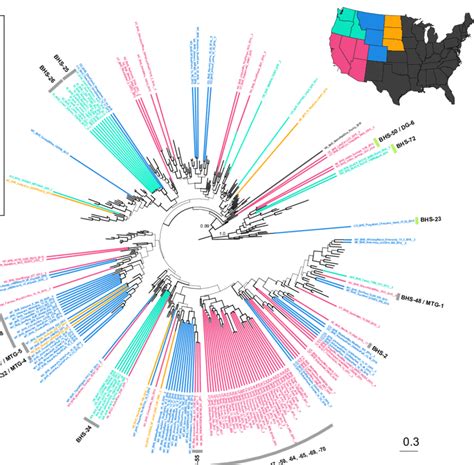 Mycoplasma Ovipneumoniae Consensus Tree Showing The Geographic