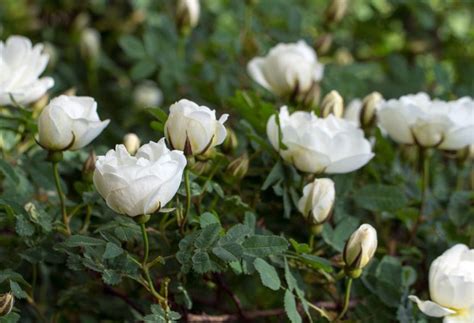 10 Cara Menanam Bunga Mawar Putih Yang Cantik