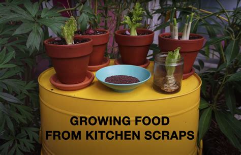 Growing Food From Kitchen Scraps Ubc Botanical Garden