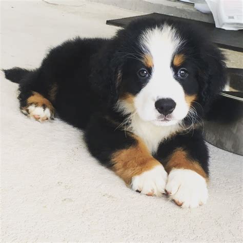 8 Weeks Old And Already A Mustache Cute Dogs Bernese Mountain Dog
