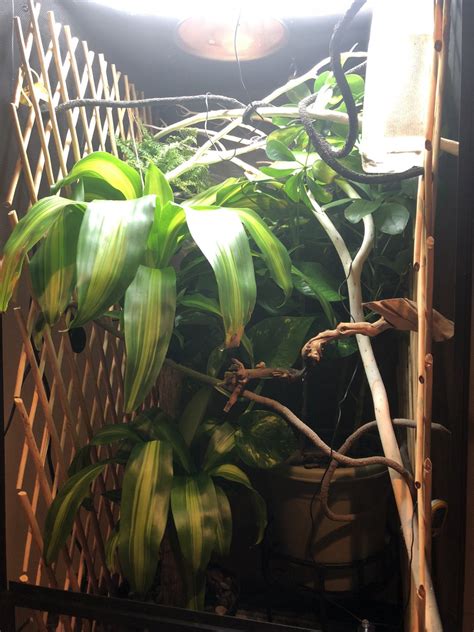 We have a chameleon safe plant list. Are these species of plants safe? | Chameleon Forums