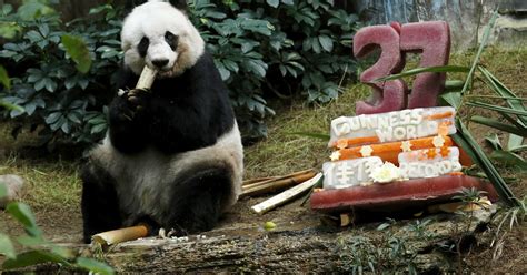 Jia Jia The Worlds Oldest Ever Captive Panda Dead At 38 Cbs News