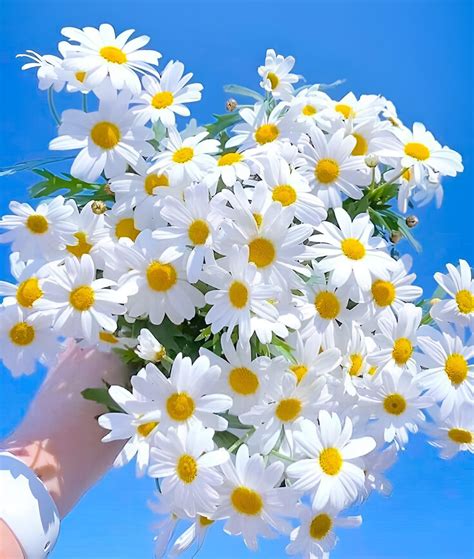 Top với hơn 59 về hình nền hoa cúc dại trắng cdgdbentre edu vn