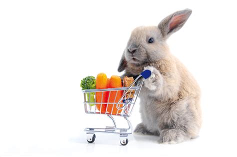 Rabbits can eat lettuce in moderation. Voeding & snacks