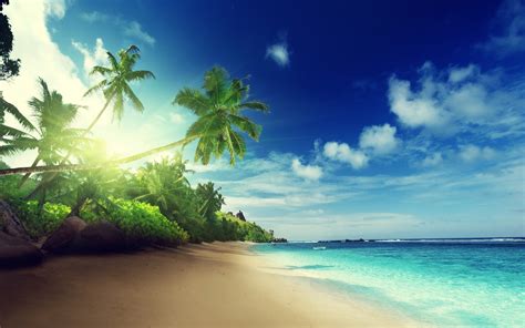 Coconut Trees Beach Sand Palm Trees Tropical Hd Wallpaper
