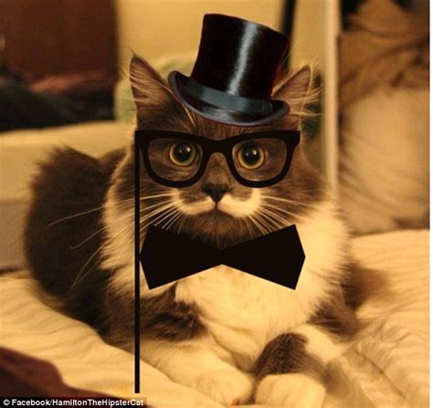 Hamilton Hipster Cat With A Mustache Aww