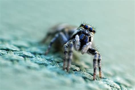 How High Asked This Cute Jumping Spider When I Asked  Flickr