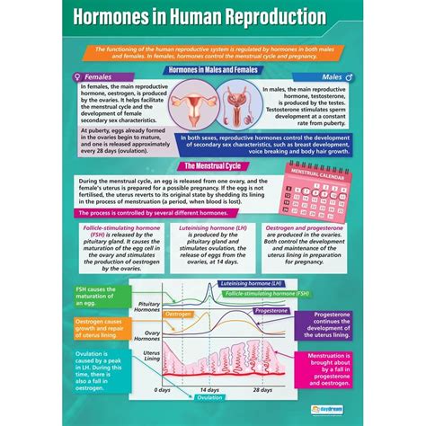 Hormones In Human Reproduction Poster Daydream Education