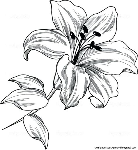 Stargazer Lily Coloring Page At Getdrawings Free Download