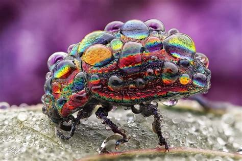 Rainbow Leaf Beetle Chrysolina Beetle With Dew Droplets 📸 By