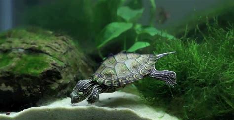 Complete Guide On Turtle Care Tips And More About Turtle