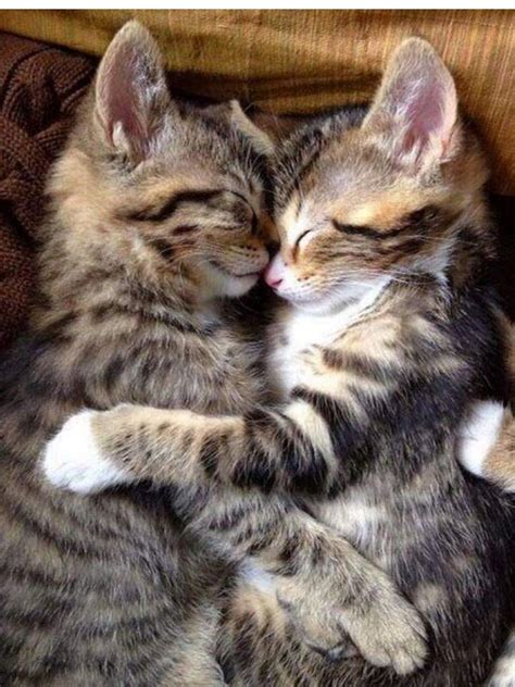 Sweet Kitties : aww
