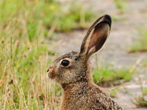 Hare Long Eared Rabbit Ears Wild Free Photo On Pixabay Pixabay