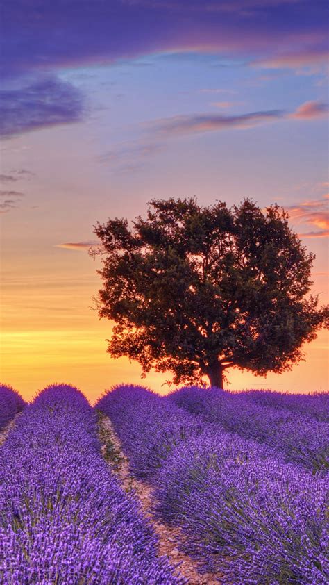 Best 43 Provence Lavender Wallpaper On Hipwallpaper
