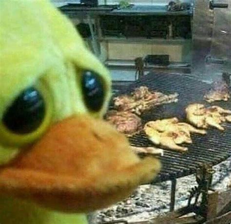 I make duck memes pretty much every day. Duck memes, potential! Buy now! : MemeEconomy