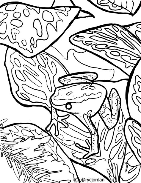 Poison Dart Frog Coloring Pages Etsy