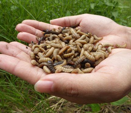 Provide service and technology to treat solid organic. Nutrition Technologies Black Soldier Fly Larvae | Black ...