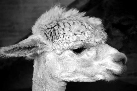 Free Picture Head Eye Lama Monochrome Fur Portrait Animal