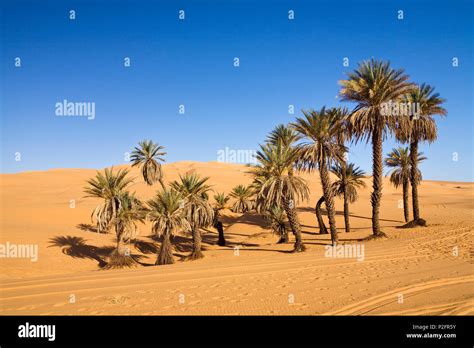 Date Palm Trees In Um El Ma Oasis And Sanddunes Libyan Desert Libya